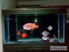 小型观赏鱼的多元文化原