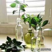 房子里的柠檬真的很棒！
