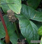 365bet足球网站